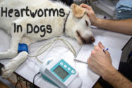 Heartworms In Dogs