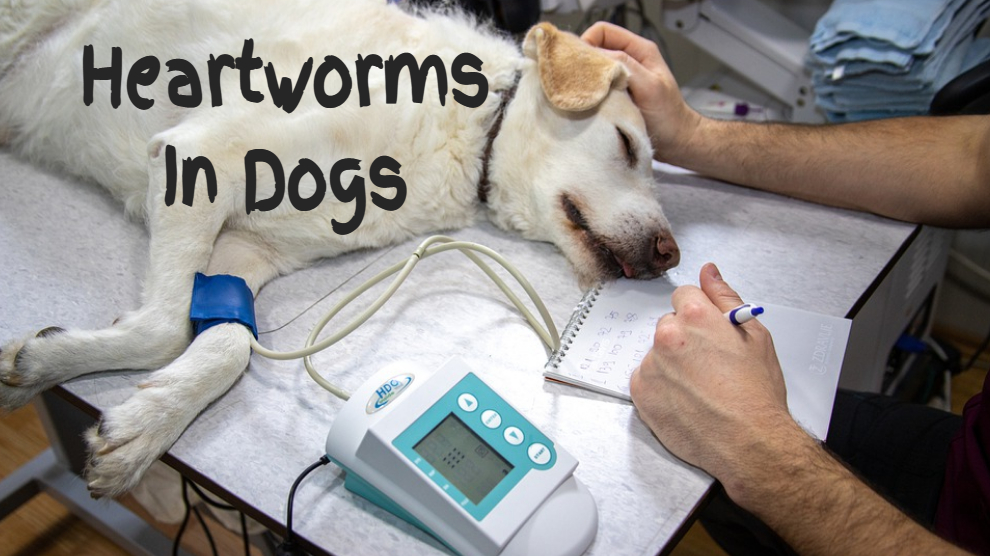 Heartworms In Dogs