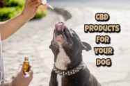CBD products for your dog