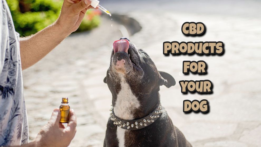 CBD products for your dog