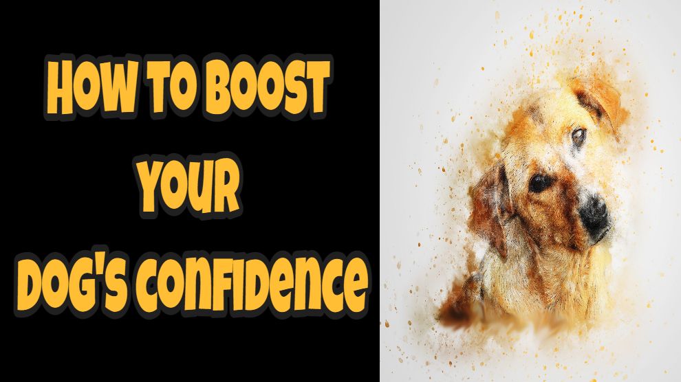 How to boost your dogs confidence