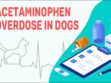 Acetaminophen Overdose In Dogs