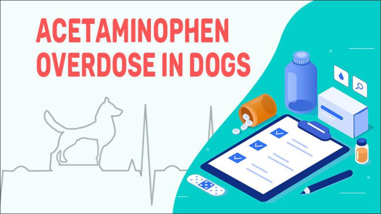 Acetaminophen Toxicity In Dogs - Petmoo