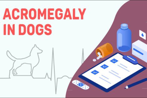 Acromegaly In Dogs