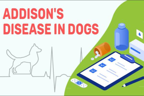 Addison's Disease In Dogs