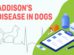 Addison's Disease In Dogs