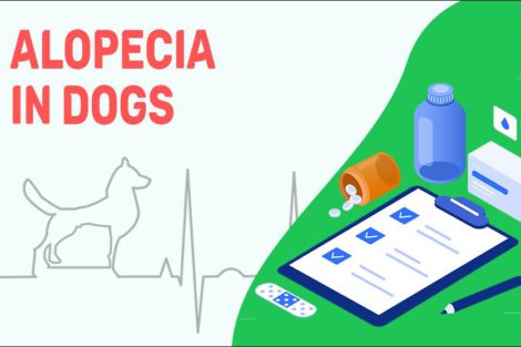 Alopecia In Dogs