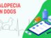 Alopecia In Dogs