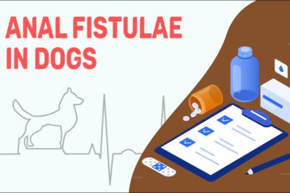 Anal Fistulae In Dogs