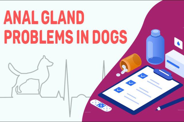 Anal Gland Problems In Dogs