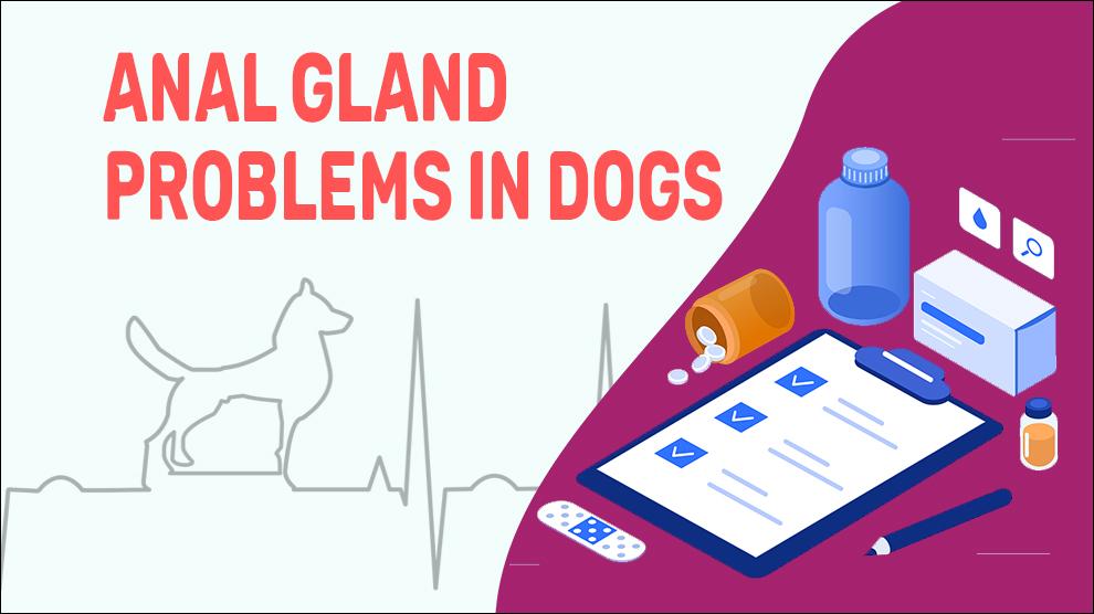Anal Gland Problems In Dogs