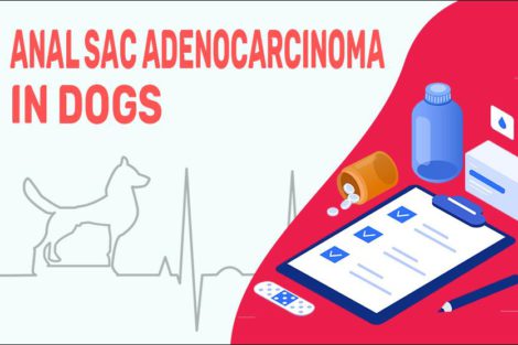 Anal Sac Adenocarcinoma In Dogs