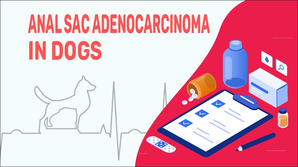 Anal Sac Adenocarcinoma In Dogs