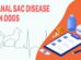Anal Sac Disease In Dogs