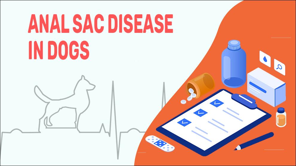 Anal Sac Disease In Dogs