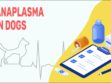 Anaplasma In Dogs