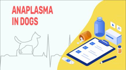 Anaplasmosis In Dogs - Causes, Symptoms & Treatment - Petmoo
