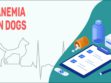 Anemia In Dogs