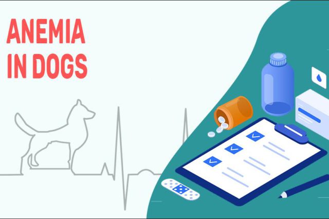 Anemia In Dogs