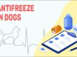 Antifreeze In Dogs