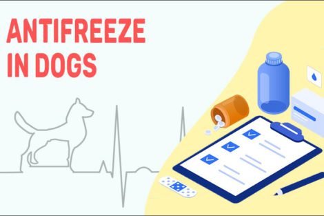Antifreeze In Dogs