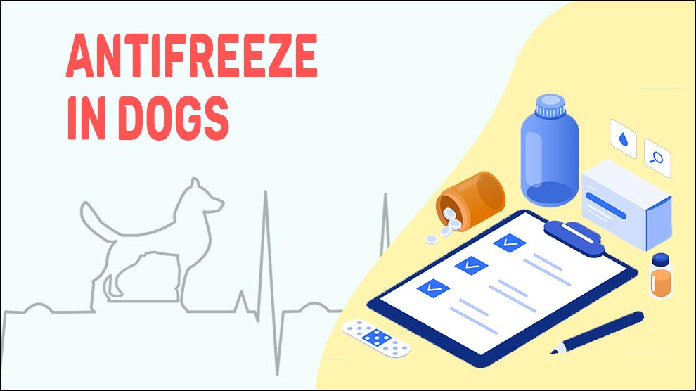 Antifreeze In Dogs