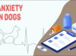 Anxiety In Dogs
