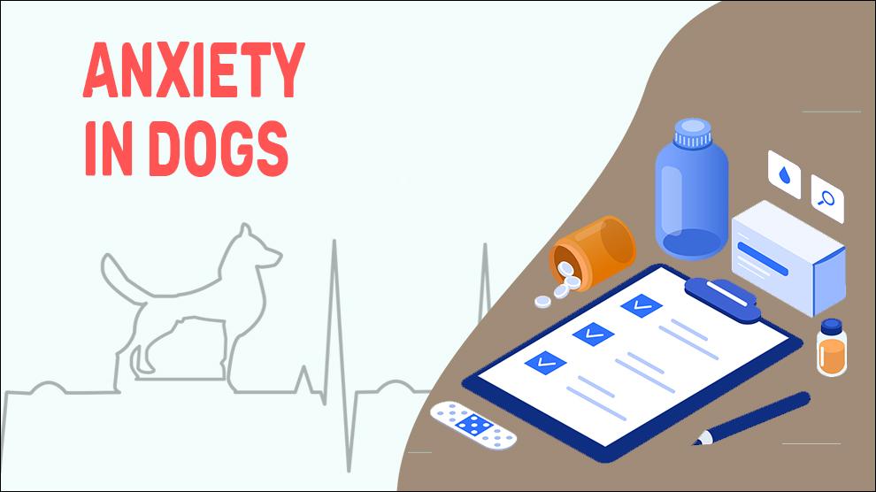 Anxiety In Dogs