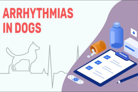 Arrhythmias In Dogs