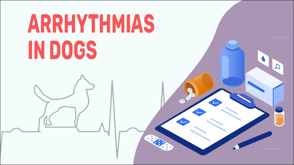 Arrhythmias In Dogs
