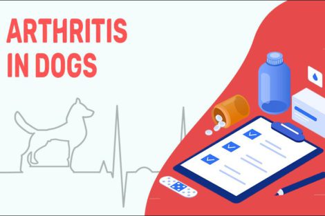 Arthritis In Dogs