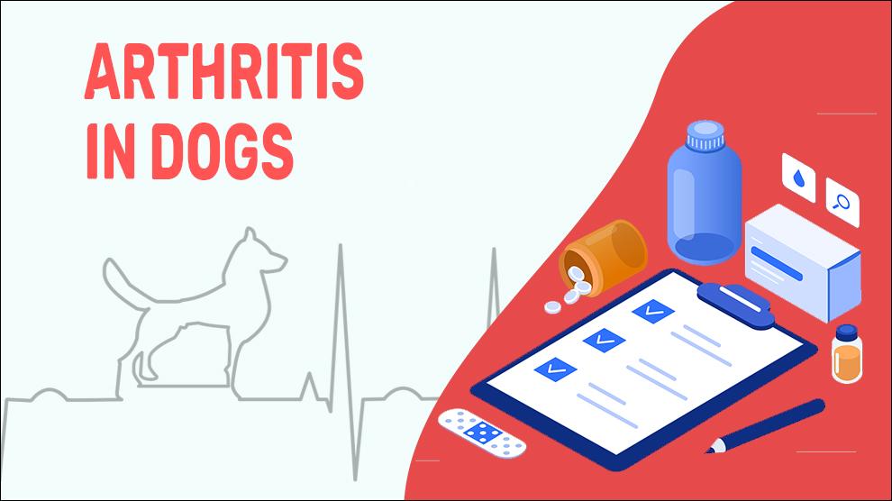 Arthritis In Dogs