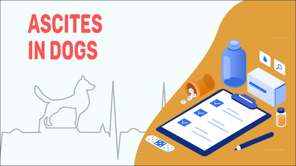 Ascites In Dogs
