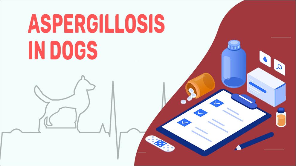 Aspergillosis In Dogs