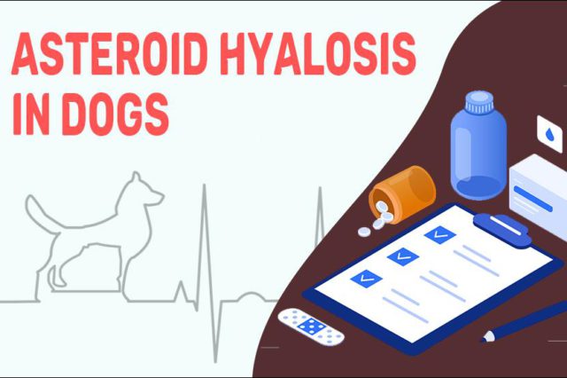 Asteroid Hyalosis In Dogs