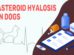Asteroid Hyalosis In Dogs
