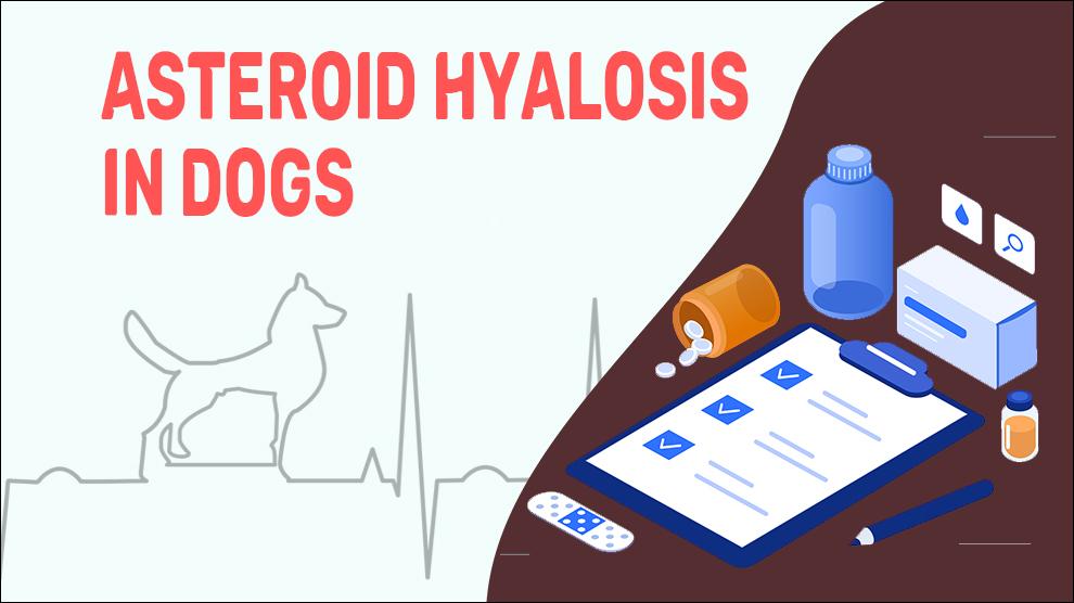 Asteroid Hyalosis In Dogs