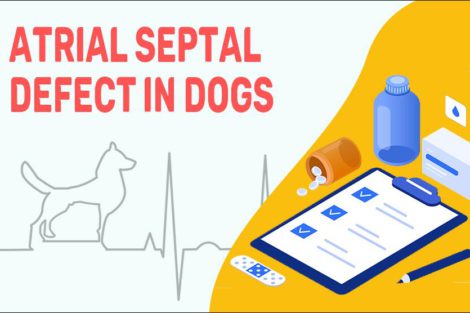 Atrial Septal Defect In Dogs