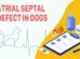 Atrial Septal Defect In Dogs