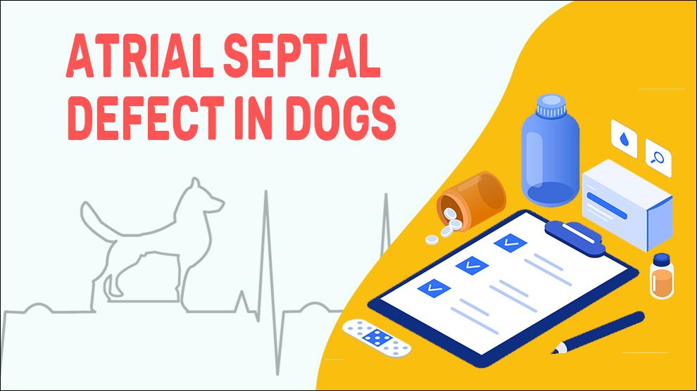 Atrial Septal Defect In Dogs