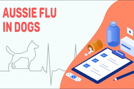 Aussie Flu In Dogs