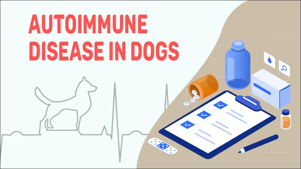 Autoimmune Disease In Dogs