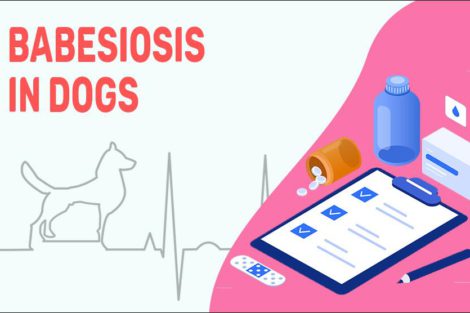 Babesiosis In Dogs