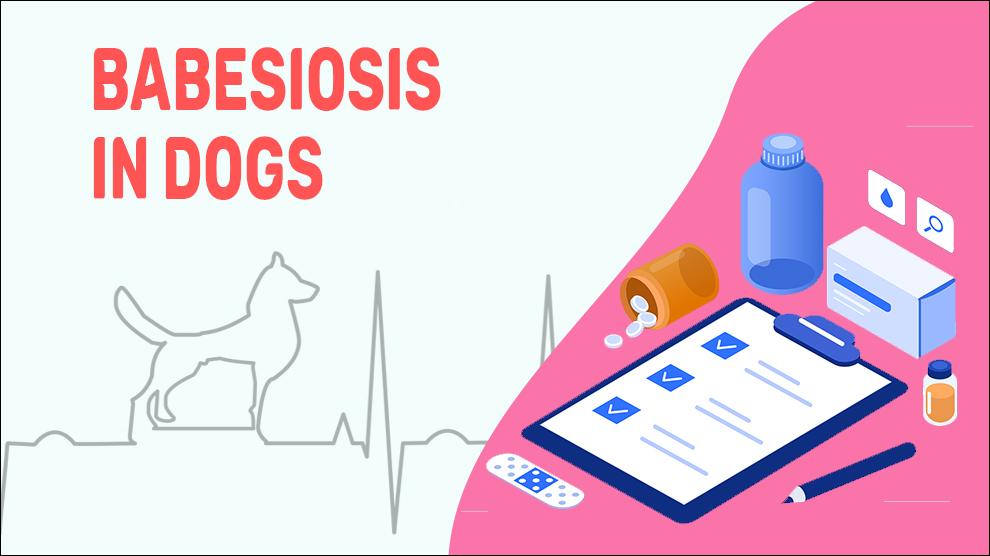 Babesiosis In Dogs