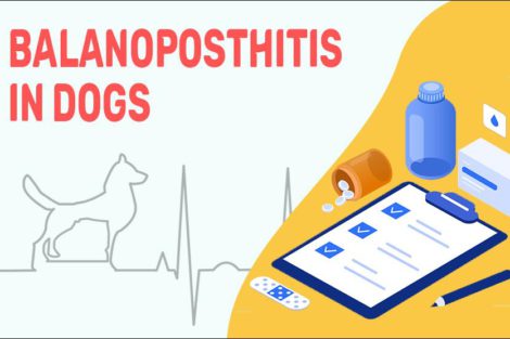 Balanoposthitis In Dogs