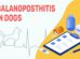 Balanoposthitis In Dogs