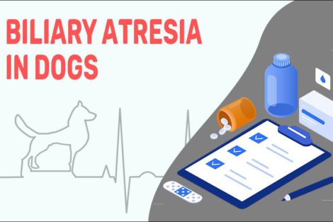 Biliary Atresia In Dogs
