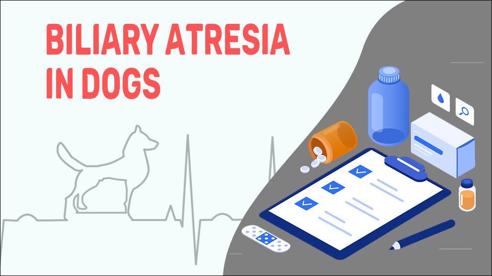 Biliary Atresia In Dogs