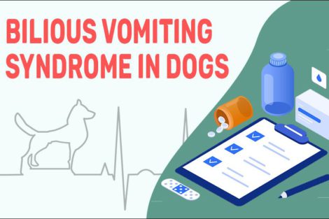 Bilious Vomiting Syndrome In Dogs