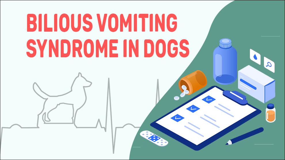 Bilious Vomiting Syndrome In Dogs